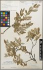 Foto von Salix glauca L.